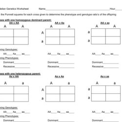 Human genetics practice worksheet #3