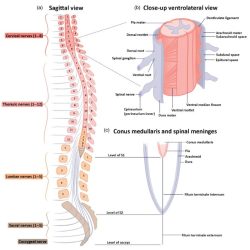 What the vertebrae surround crossword clue