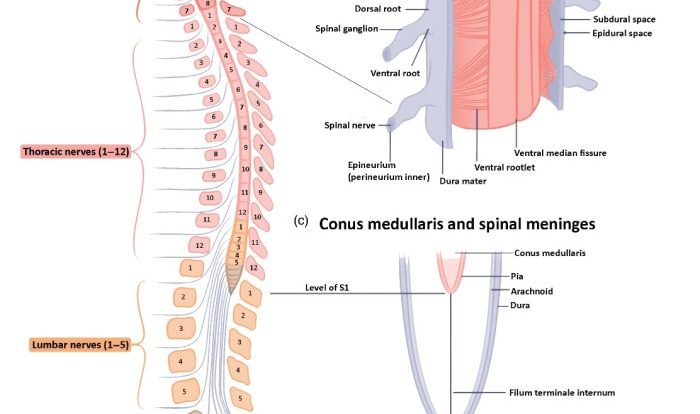 What the vertebrae surround crossword clue