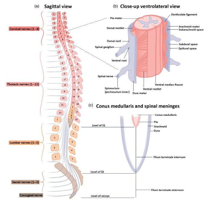 What the vertebrae surround crossword clue