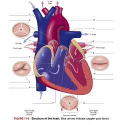 The cardiovascular system chapter 11 answer key