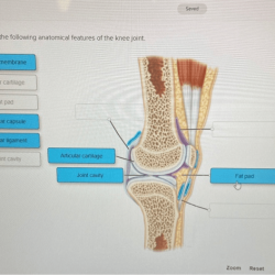 Label synovial following correctly anatomical uiz