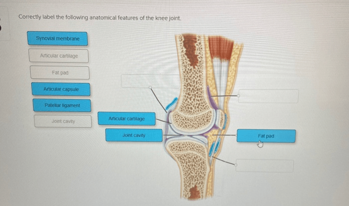 Label synovial following correctly anatomical uiz