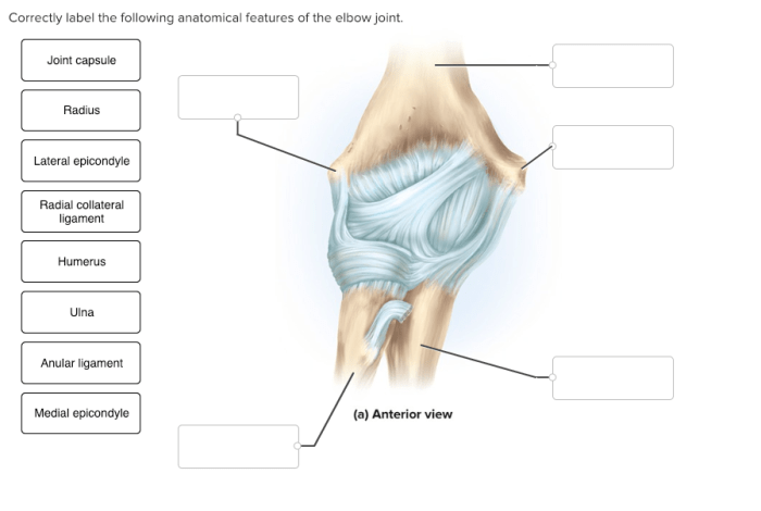 Correctly label the following anatomical features of the elbow joint.